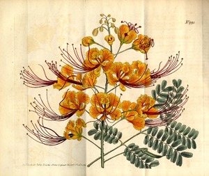 Thumbnail for the first (or only) page of Poinciana pulcherrima (Barbadoes Flower-Fence) - Plate 995.