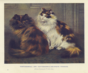 Thumbnail for the first (or only) page of Tortoiseshell and tortoiseshell-and-white Persians.