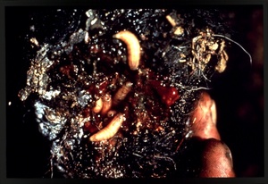 Thumbnail for the first (or only) page of Slide of infested wound with larvae.