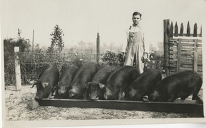 Thumbnail for the first (or only) page of Vocational student Jim Cotton, Moultrie, Georgia and the pigs he raised using the swine sanitation method.