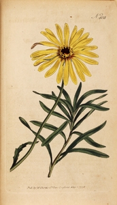 Thumbnail for the first (or only) page of Calendula tragus (Bending-Stalked Marigold) - Plate 408.