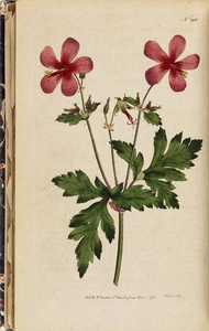 Thumbnail for the first (or only) page of Geranium anemonefolium (Anemone-Leav&#039;d Geranium) - Plate 206.