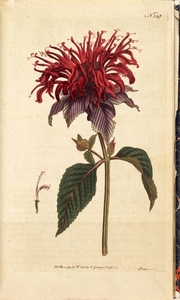 Thumbnail for the first (or only) page of Monarda fistulosa, var. (Crimson Monarda) - Plate 145.