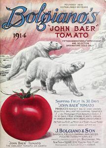 Thumbnail for the first (or only) page of Bolgiano&#039;s &quot;John Baer&quot; tomato.