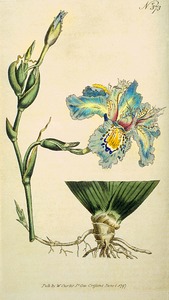 Thumbnail for the first (or only) page of Iris chinensis (Chinese Iris) - Plate 373.