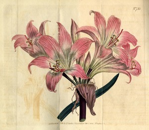 Thumbnail for the first (or only) page of Amaryllis belladonna (Belladonna Lily) - Plate 733.