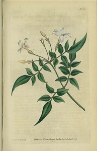 Thumbnail for the first (or only) page of Jasminum officinale (Common Jasmine or Jessamine) - Plate 31.