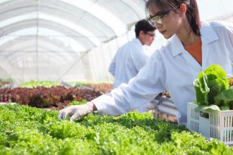 Scientist evaluating hydroponic lettuce