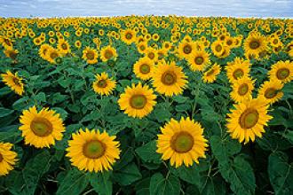 field of sunflowers image
