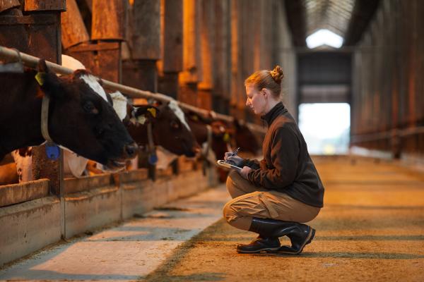 A woman kneeling in front of dairy cows and writing on a clipboard. 