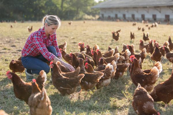 A woman squats down to observe a group of chickens in the field.