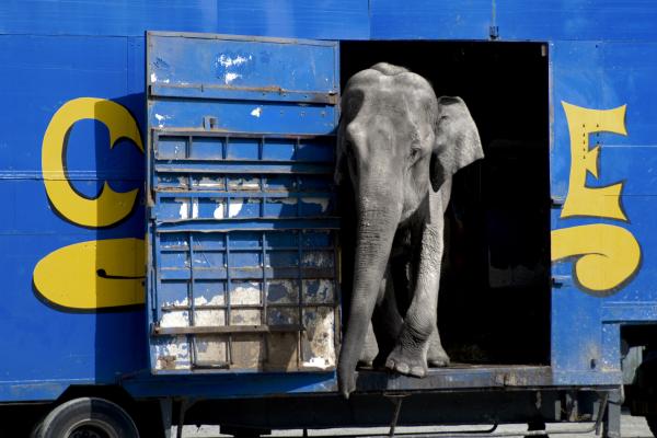 An elephant standing inside the door of a blue train.