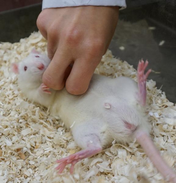 Rat laying on its back and human tickling its stomach.