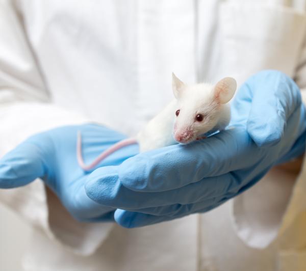 Person holding a white mouse.