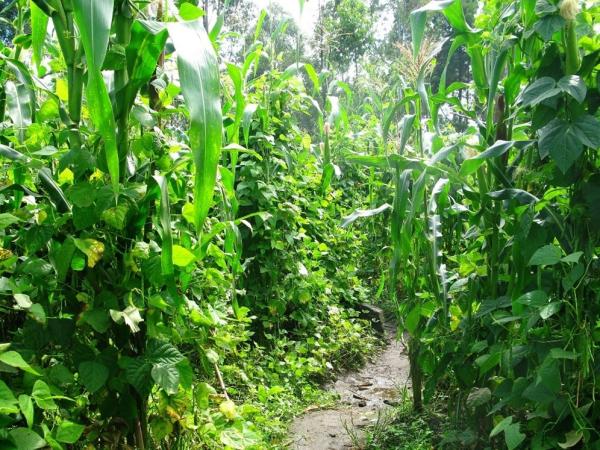 Intercropping Maize and Beans