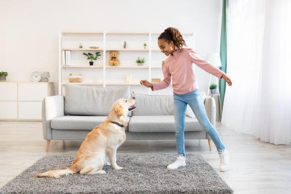 A young girl training her Golden Retriever to sit.