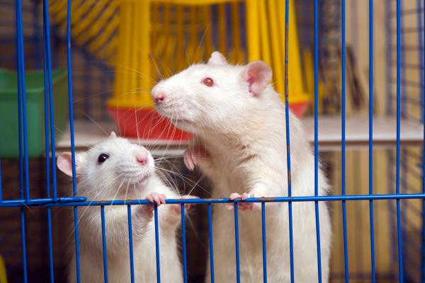 Two white rats standing at the front of their cage.