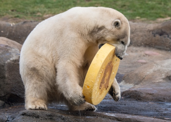 A polar bear playing with a yellow cylinder toy at the zoo. 