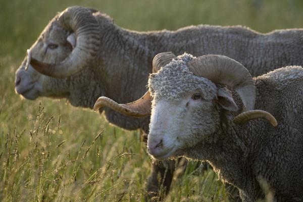 Saxon Merino ewes; 