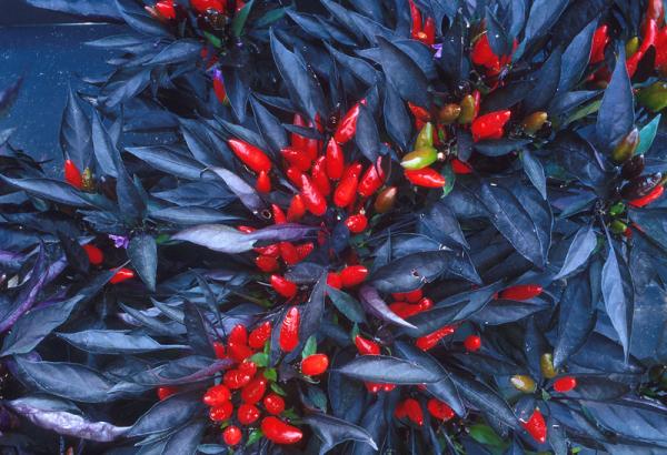 dwarf ornamental pepper plant