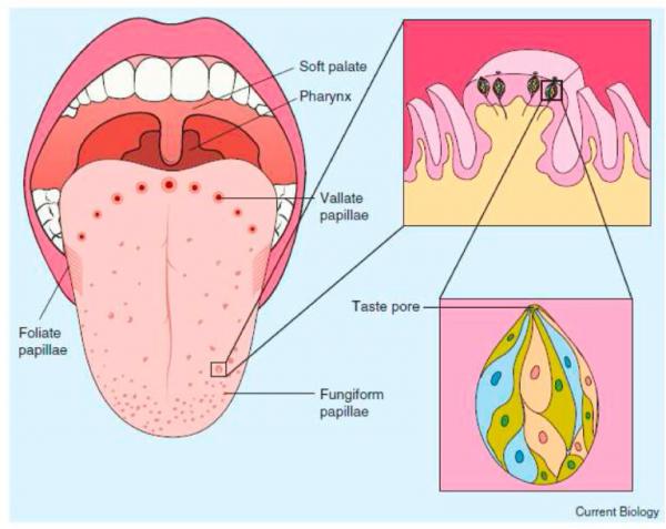 Taste papillae and taste buds of the human tongue