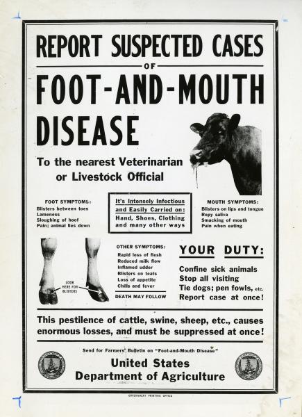 Report Suspected Cases of Foot-and-Mouth Disease poster