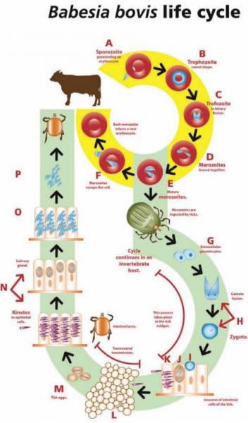 Babesia bovis life cycle