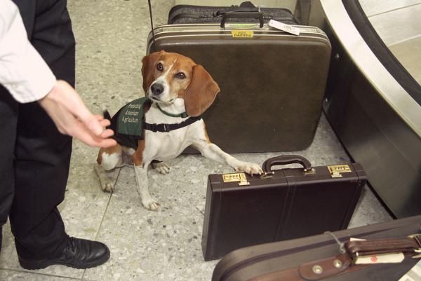 Beagle with paw over briefcase