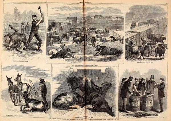 Illustrations of sick and dead cattle