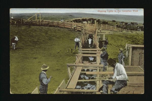 Dipping vat at Circle Ranch, near Queenstown, Alberta