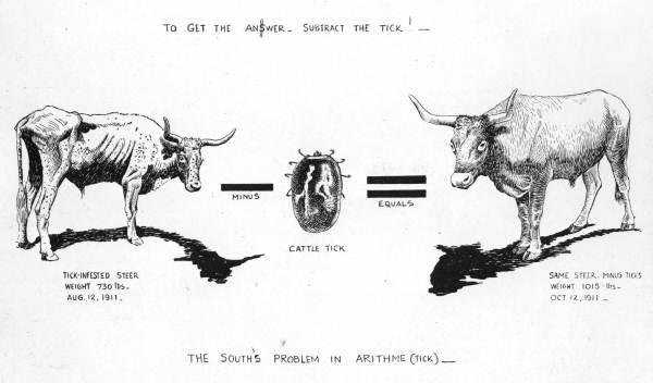 two steers one with tick fever and one without