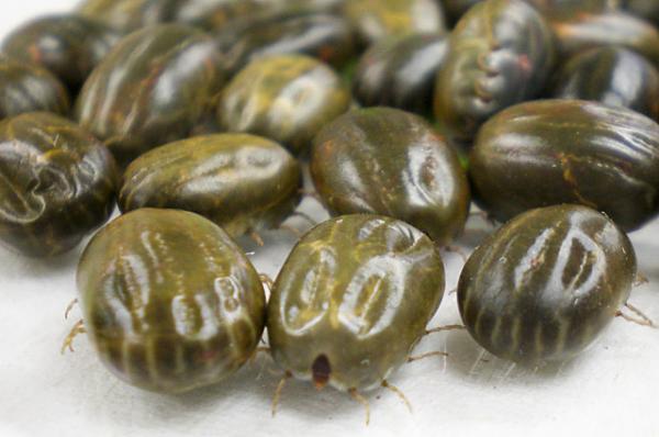 Female cattle ticks preparing to lay eggs