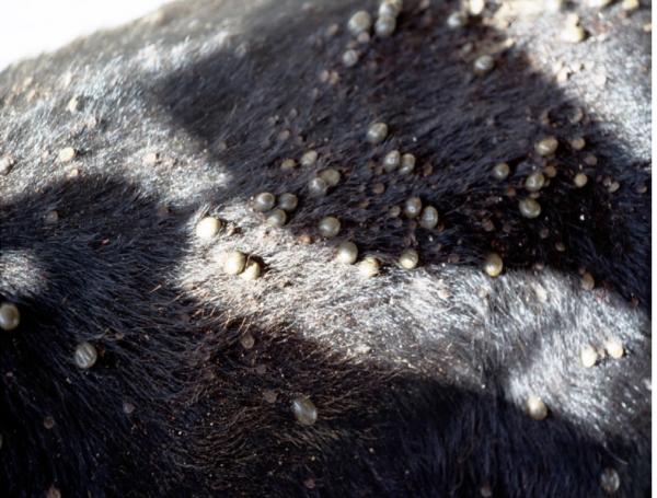 image of cattle with ticks