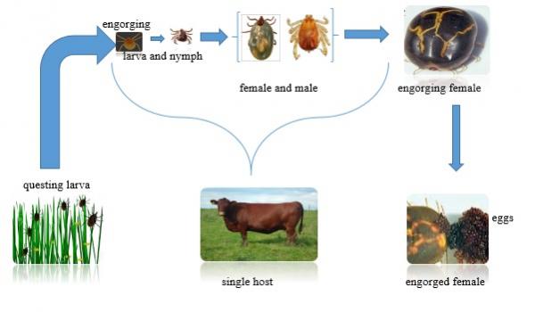 Lifecycle of th eone host tick