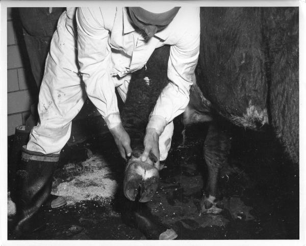 Cattle hoof inspection