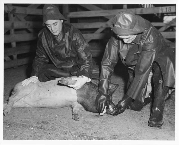 Men inspecting swine with foot-and-mouth disease