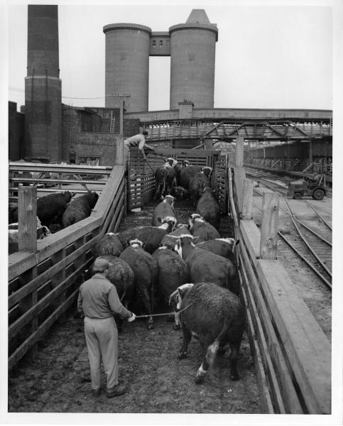 Men rounding up cattle