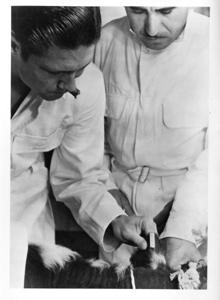 Men reading animal's ear tag in the production of the foot-and-mouth disease vaccine