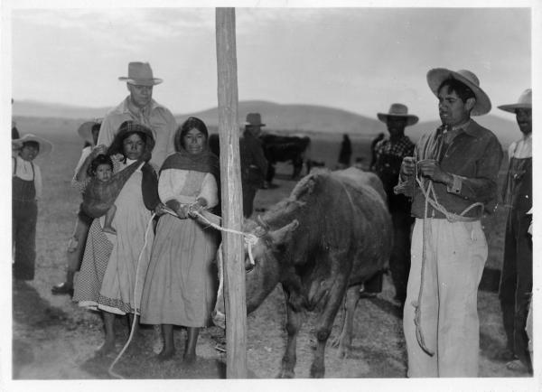 Woman securing cattle