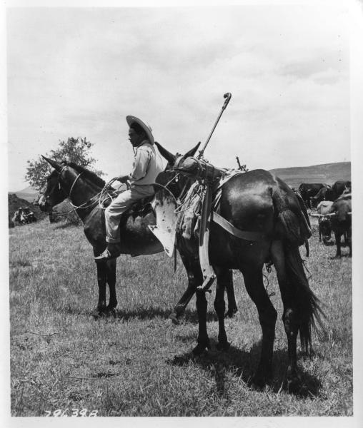 Mexican farmer with new mules, harness, and plow