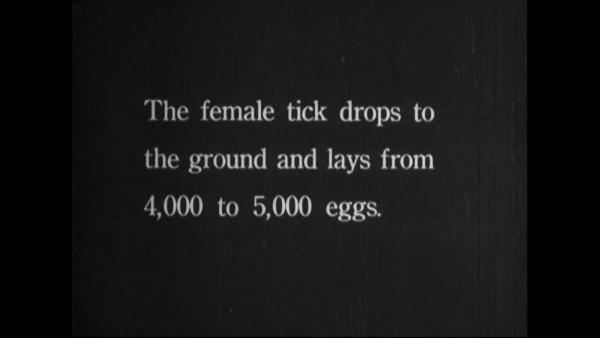 The female tick drops to the ground and lays from 4,000 to 5,000 eggs