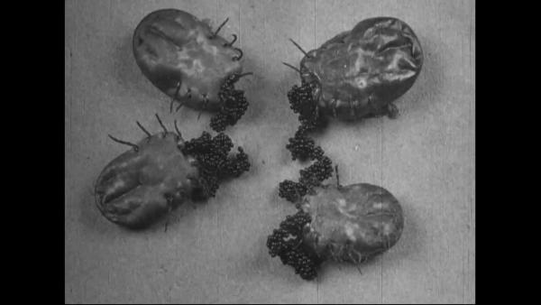 image of ticks laying eggs