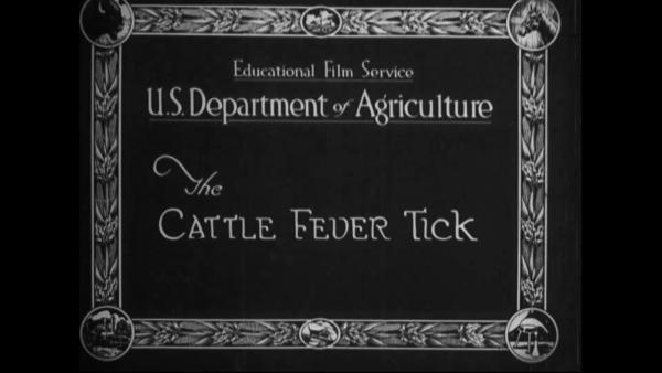 title for The Cattle Tick