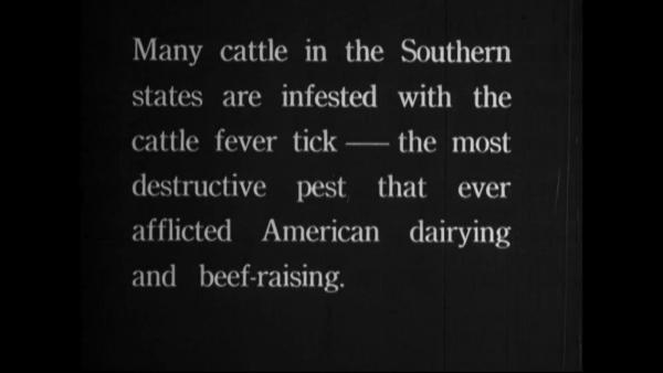 Many cattle in the Southern states are infested with the cattle fever tick--the most destructive pest that ever afflicted American dairying and beef raising