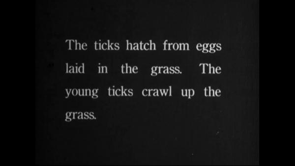 The ticks hatch from eggs laid in the grass. The young ticks crawl up the grass