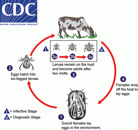 one-host Ixodid tick life cycle