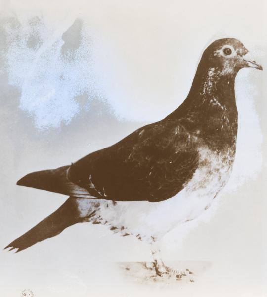 Black and white messenger pigeon named President Wilson