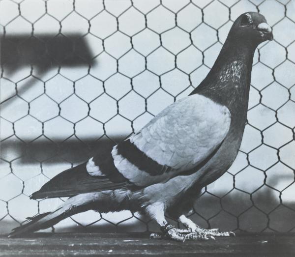 Black and white messenger pigeon named the Admiral