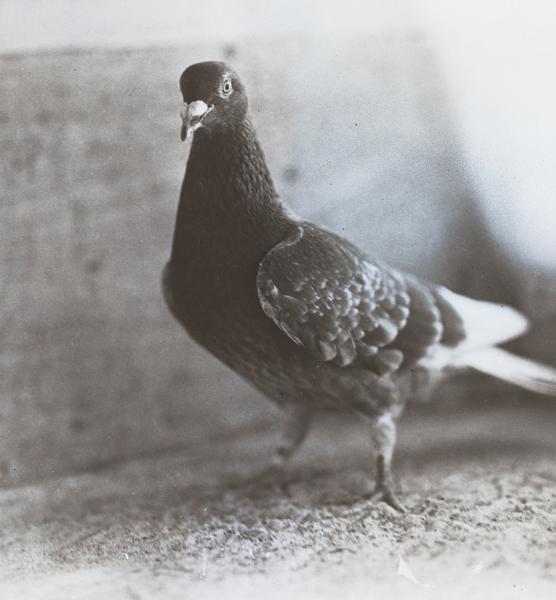 Black and white messenger pigeon named the poilu