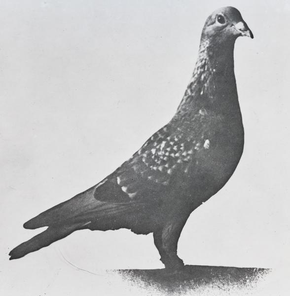 Black and white messenger pigeon